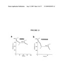 FLUORESCENT PROTEINS WITH INCREASED PHOTOSTABILITY diagram and image