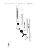 MONOCLONAL ANTIBODY TO SOLUBLE LOX-1 diagram and image