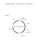 COMPOSITIONS AND METHODS FOR PRODUCING ISOPRENE diagram and image