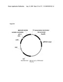 COMPOSITIONS AND METHODS FOR PRODUCING ISOPRENE diagram and image