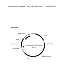 COMPOSITIONS AND METHODS FOR PRODUCING ISOPRENE diagram and image