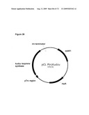 COMPOSITIONS AND METHODS FOR PRODUCING ISOPRENE diagram and image