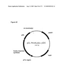 COMPOSITIONS AND METHODS FOR PRODUCING ISOPRENE diagram and image