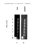 NUCLEIC ACID AGENTS FOR DOWNREGULATING H19, AND METHODS OF USING SAME diagram and image