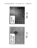 MULTIPOTENT ADULT STEM CELLS AND METHODS FOR ISOLATION diagram and image