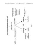 MULTIPOTENT ADULT STEM CELLS AND METHODS FOR ISOLATION diagram and image