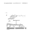 ANTIBIOTIC COMPOSITIONS AND RELATED SCREENING METHODS diagram and image