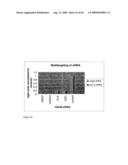 siRNA targeting cyclin-dependent kinase 4 (CDK4) diagram and image