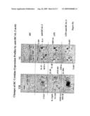 Regulation of dendritic cell functions by the DCAL-2 receptor diagram and image