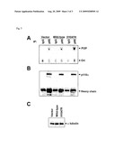 Mutations of the pik3ca gene in human cancers diagram and image