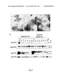 Empty capsids (vlps(-vp4)) of the infectious bursal disease virus (ibdv), obtainment process and applications diagram and image