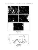 Templated Open Flocs of Anisotropic Particles for Enhanced Pulmonary Delivery diagram and image