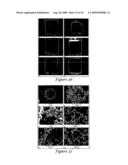 Templated Open Flocs of Anisotropic Particles for Enhanced Pulmonary Delivery diagram and image