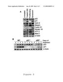 Reagents and methods for identifying and modulating expression of tumor senescence genes diagram and image