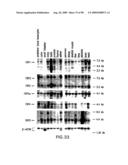 Methods to identify compounds useful for the treatment of proliferative and differentiative disorders diagram and image