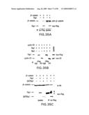 Methods to identify compounds useful for the treatment of proliferative and differentiative disorders diagram and image