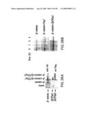 Methods to identify compounds useful for the treatment of proliferative and differentiative disorders diagram and image