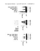 Methods to identify compounds useful for the treatment of proliferative and differentiative disorders diagram and image