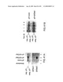 Methods to identify compounds useful for the treatment of proliferative and differentiative disorders diagram and image