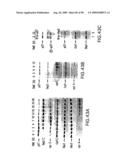 Methods to identify compounds useful for the treatment of proliferative and differentiative disorders diagram and image