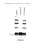 Methods to identify compounds useful for the treatment of proliferative and differentiative disorders diagram and image