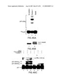 Methods to identify compounds useful for the treatment of proliferative and differentiative disorders diagram and image