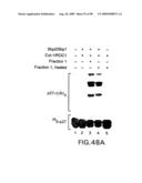 Methods to identify compounds useful for the treatment of proliferative and differentiative disorders diagram and image