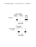 Methods to identify compounds useful for the treatment of proliferative and differentiative disorders diagram and image