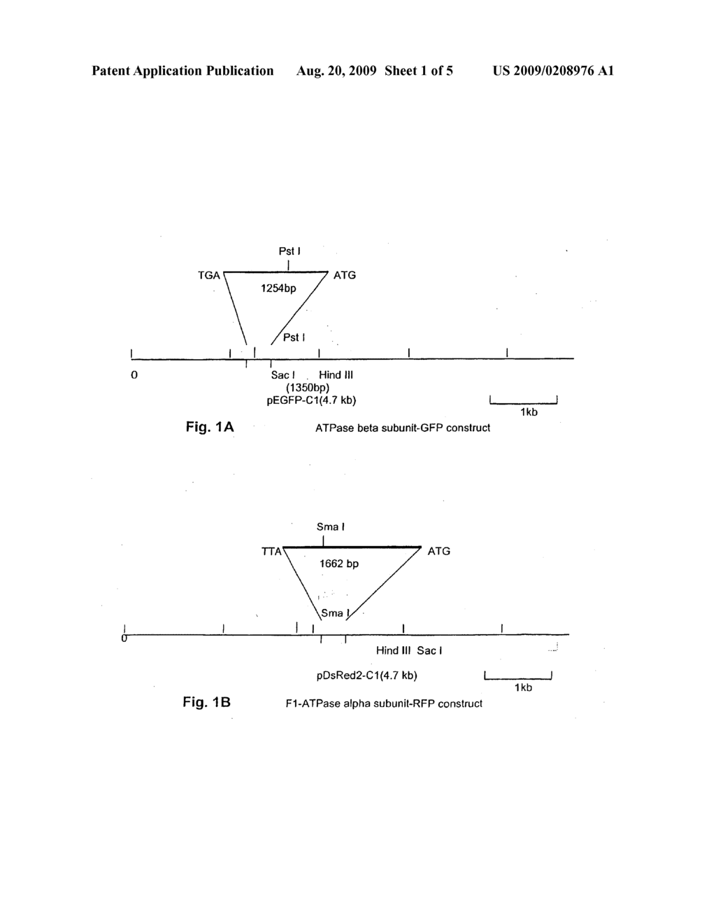 Regulation of F1-ATPase Beta Subunit Cellular Location - diagram, schematic, and image 02