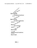 HUMAN PROTEIN ACYL TRANSFERASES AND METHODS OF USES THEREFOR diagram and image