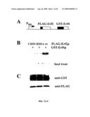 HUMAN PROTEIN ACYL TRANSFERASES AND METHODS OF USES THEREFOR diagram and image