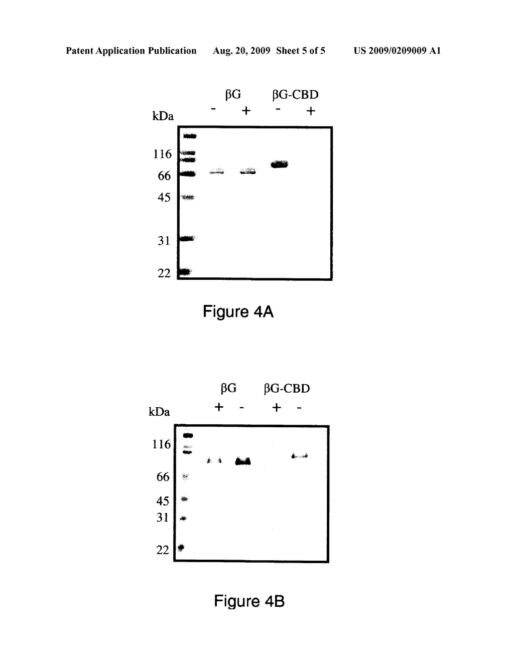 ENZYME COMPOSITIONS FOR THE IMPROVED ENZYMATIC HYDROLYSIS OF CELLULOSE AND METHODS OF USING SAME - diagram, schematic, and image 06