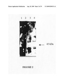 NOVEL USES FOR DRUGS TARGETING GLUTAMINE SYNTHETASE diagram and image