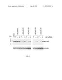 RNAi-MEDIATED INHIBITION OF CONNEXIN 43 FOR TREATMENT OF IOP-RELATED CONDITIONS diagram and image