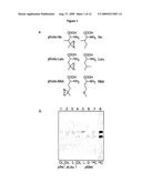 Photo-Activatable Amino Acids diagram and image