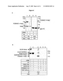 Photo-Activatable Amino Acids diagram and image