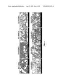 JOINT RELIABILITY OF SOLDER JOINT BETWEEN Sn-yAg SOLDER AND Ni-P UNDER BUMP METALLIC LAYER BY COBALT ADDITION diagram and image