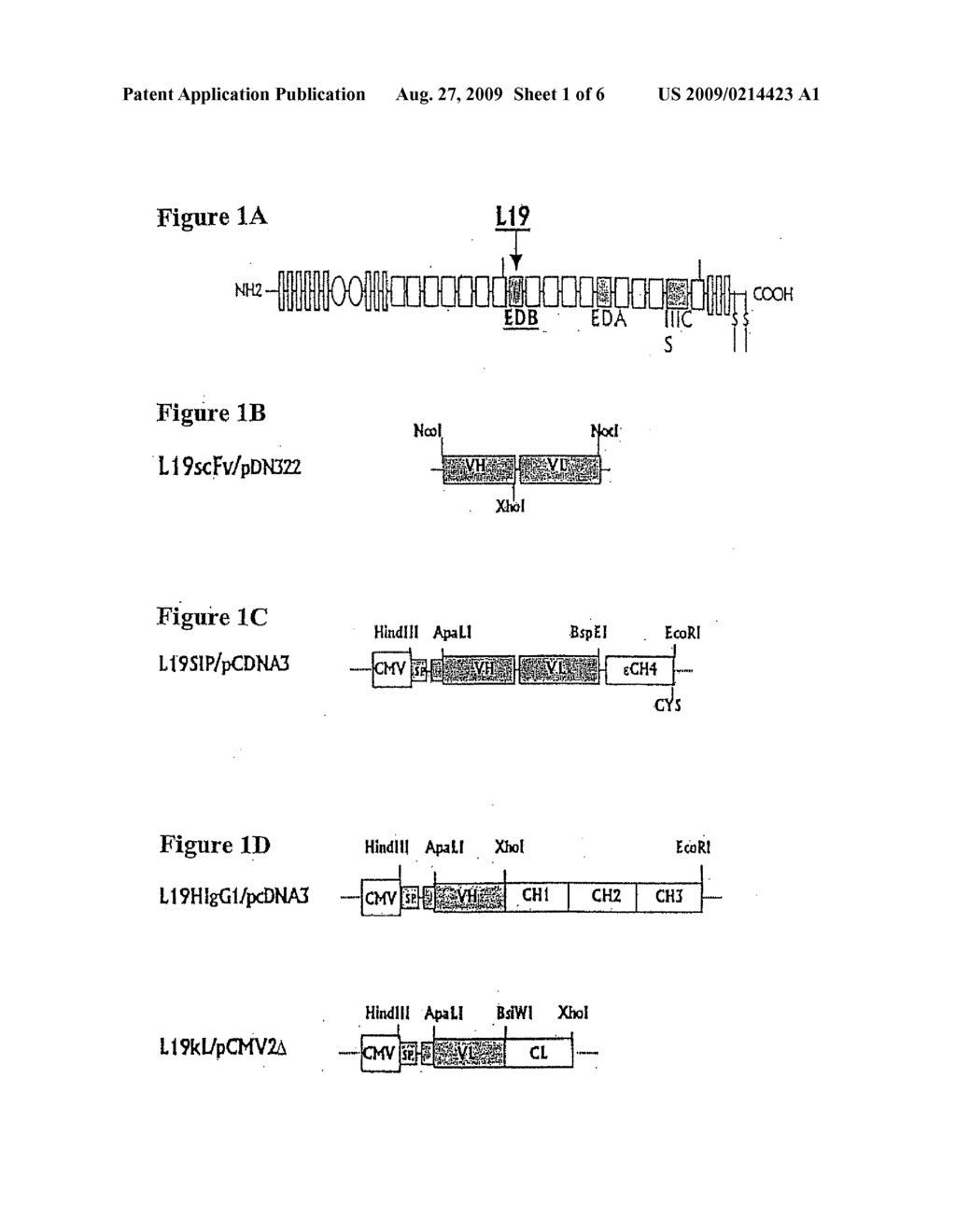 SELECTIVE TARGETING OF TUMOR VASCULATURE USING RADIOLABELLED ANTIBODY MOLECULES - diagram, schematic, and image 02