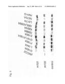 Human Monoclonal Antibodies Against Hendra and Nipah Viruses diagram and image