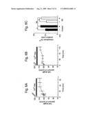 Serum Response Factor and Myocardin Control Alzheimer Cerebral Amyloid Angiopathy diagram and image