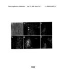 ISOLATED STROMAL CELLS FOR USE IN THE TREATMENT OF DISEASES OF THE CENTRAL NERVOUS SYSTEM diagram and image