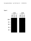 Soluble CLCA-1 and antagonists to CLCA-1 diagram and image