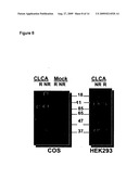 Soluble CLCA-1 and antagonists to CLCA-1 diagram and image