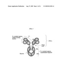 HOST CELL LINES FOR PRODUCTION OF ANTIBODY CONSTANT REGION WITH ENHANCED EFFECTOR FUNCTION diagram and image