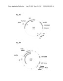 HOST CELL LINES FOR PRODUCTION OF ANTIBODY CONSTANT REGION WITH ENHANCED EFFECTOR FUNCTION diagram and image