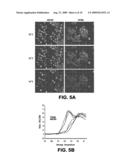 ANKTM1, A Cold-Activated TRP-Like Channel Expressed in Nociceptive Neurons diagram and image