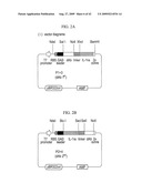 Bispecific Domain Antibodies Targeting Serum Albumin And GLP-1 Or PYY diagram and image