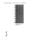 Identification of Surface-Associated Antigens for Tumor Diagnosis and Therapy diagram and image