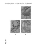 Identification of Surface-Associated Antigens for Tumor Diagnosis and Therapy diagram and image