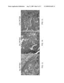 Scaffolds with oxygen carriers, and their use in tissue regeneration diagram and image